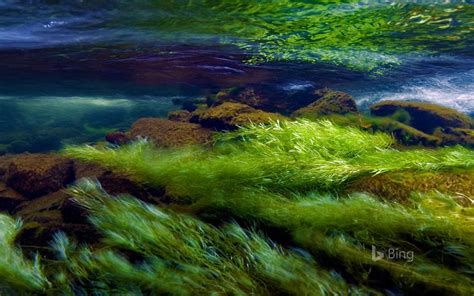 An Underwater View Of Grass And Rocks In The Water