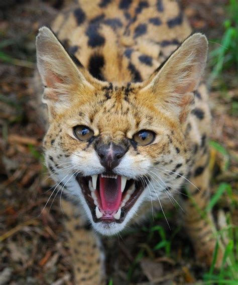 Member Photos Serval African Wild Cat Serval Cats Exotic Cats