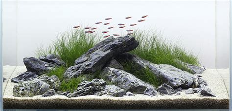There are numerous different types that can be used, and they can vary in price. The iwagumi style aquascaping