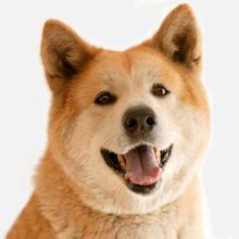 Bei den übungen wird der körper bewegt. Akita Inu: Rassebeschreibung, Wesen, Haltung und Pflege