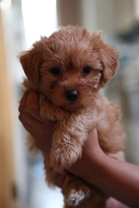 yorkie poo puppies rescue pictures information temperament characteristics animals breeds