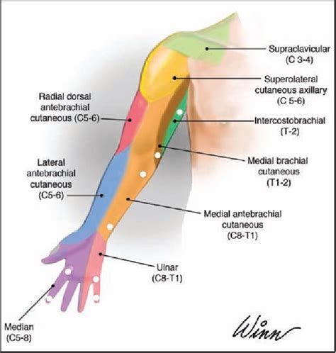 Figure 3 From Lymphatic And Sensory Function Of The Upper Limb After