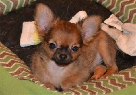 They have been family raised and they have very friendly personalities. AKC Chihuahua Puppies For Sale Cocoa, FL for Sale in Cocoa ...