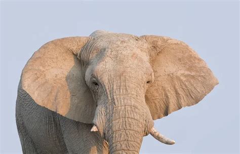A Close Portrait Of An African Elephants Face Stock Images Page