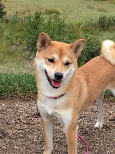 5000 For 5 Years Dc Shiba Inu Rescue
