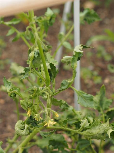 10 Common Tomato Plant Diseases And How To Heal Them Garden And Happy