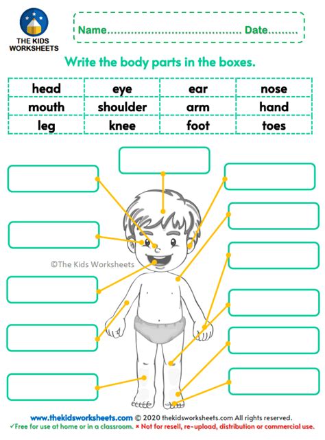 Body Parts Worksheets For Preschoolers