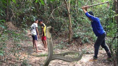 King Cobra Attack On Human Amazing Catching King Cobra In Cambodia