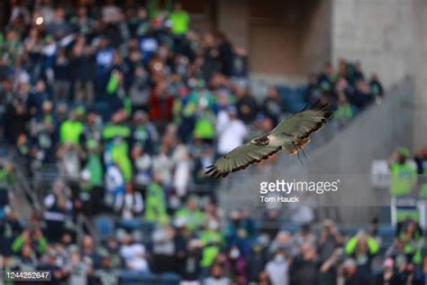 Taima The Hawk Photos And Premium High Res Pictures Getty Images