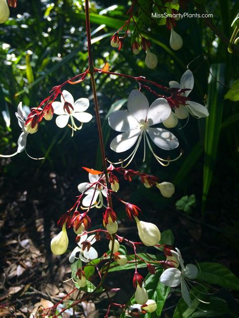 Clerodendrum For Florida Planten