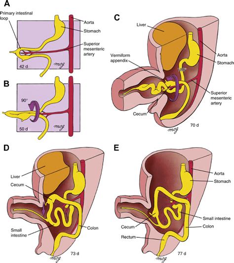 Anatomy And Physiology Of The Small Bowel Semantic Scholar