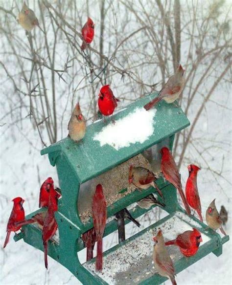Birdhouseandred Cardinals Birds Cardinal Birds Beautiful Birds