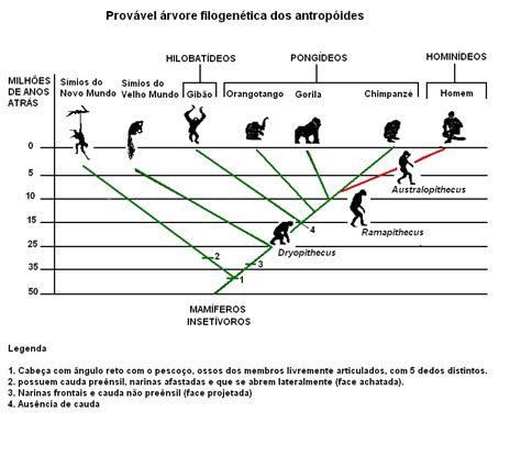 árvore Filogenética Do Ser Humano