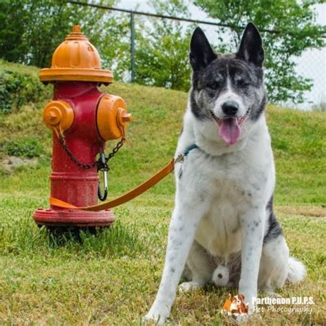 The whiskers in wonderland pet adoption event, hosted by the mayor's alliance for nyc's animals and petco foundation between 2010 and 2017, featured cats, kittens, and rabbits looking for new homes for the holidays. Akita dog for Adoption in Manassas, VA. ADN-33469 on ...