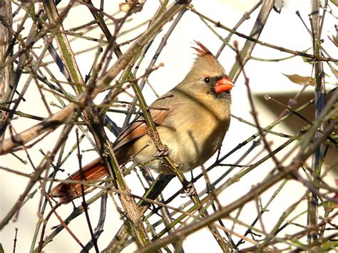 Toronto Wildlife Cardinals Grosbeaks And Buntings