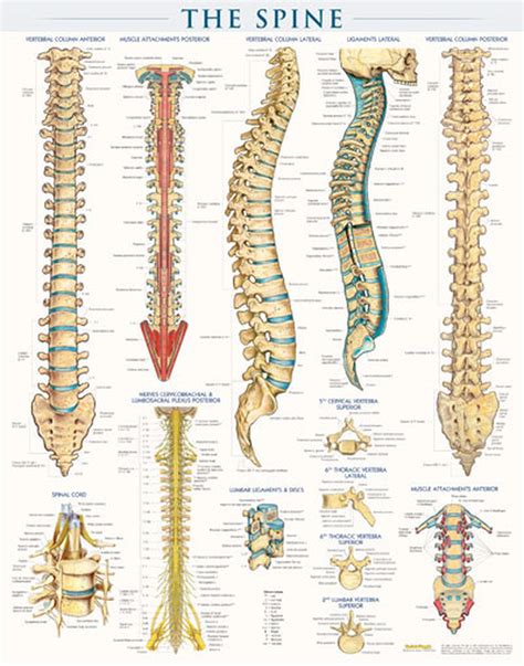 The bones of the upper limb. Spine Structure Poster - Clinical Charts and Supplies
