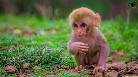 40 Best Collections Cute Monkey Images Hd Lee Dii