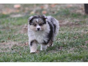 These brainiacs may hoodwink novice owners. 79+ Chow Chow Mini Aussie in 2020 | Shepherd puppies ...