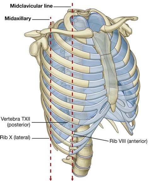 Thorax Basicmedical Key