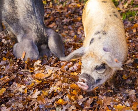 Pigs Hunt For Food In A Stream In The New Forest Stock Image Image Of