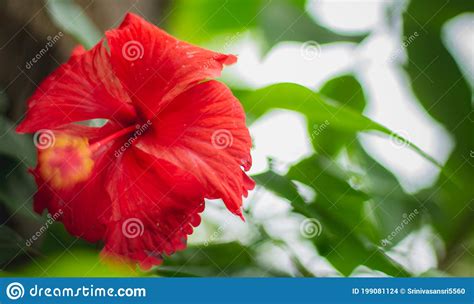 Red Hibiscus Rosa Flower Close Up Macro Shot Sinensis Colloquially