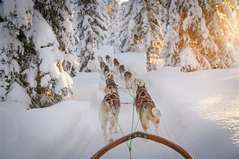 Dog Sledding In Lapland Arvidsjaur License Image 71340010