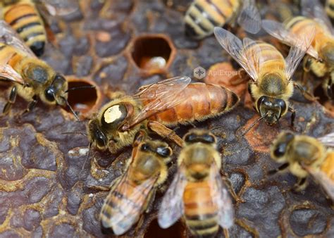 Honey Bee Queen Mating
