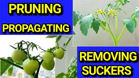 Pruning Propagating And Removing The Suckers Of Your Tomato Plantim