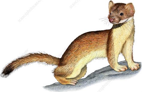 Long Tailed Weasel Illustration Stock Image C0274867 Science