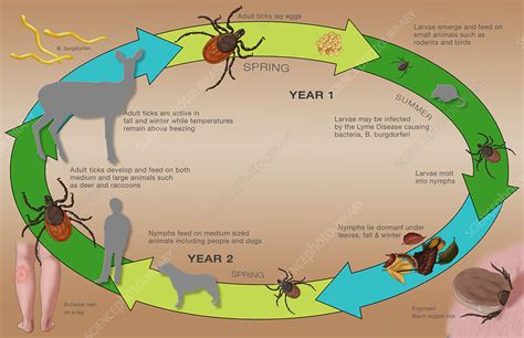 Life Cycle Of The Black Legged Tick And Lyme Illustration Stock Image