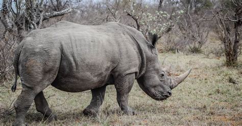 Free Stock Photo Of Africa Rhino Rhinoceros