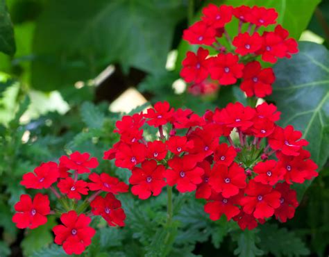 10 Stunning Red Annuals To Beautify Your Garden 2023