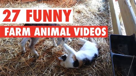 27 Funny Farm Animal Videos Compilation 2016 Youtube