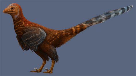 Scientists Discover Feathered Dinosaur Provides More Clues To Evolution