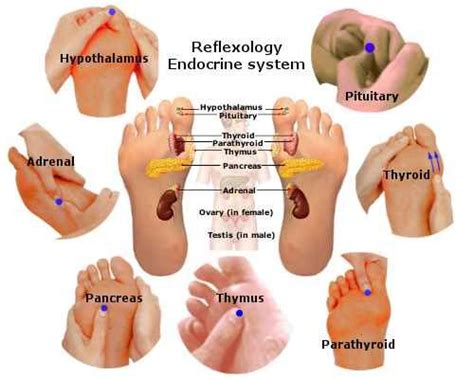 Reflexology Endocrine System Endocrine Reflexology Therapy Supports