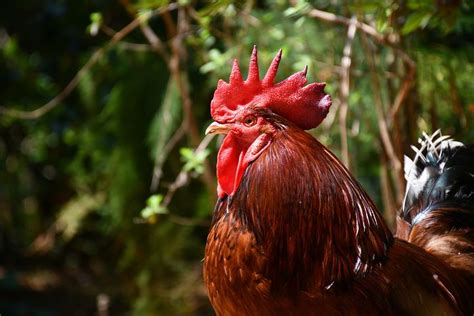 100 Free Cockerel And Rooster Photos Pixabay