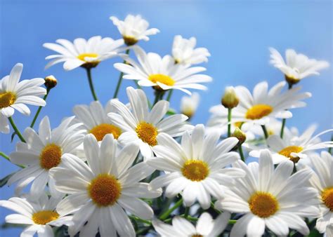 Daisy Flower In Hindi Best Flower Site
