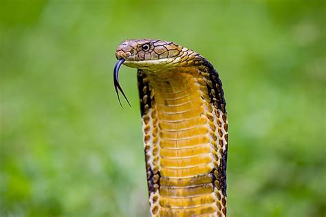 King Cobra Deadly Animals Of Southeast Asia