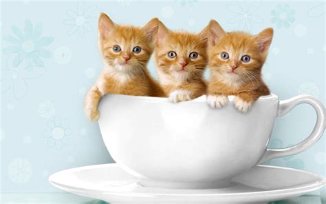 Funny And Cute Cat Pictures 21 Background
