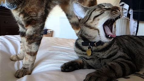 Cat Yawn Slow Motion Youtube