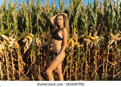 Sexy Woman Corn Field Stock Photo Shutterstock