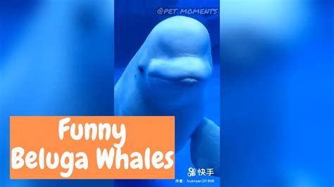 Beluga Whales Funny Moments 2019 Cute Animals In Aquarium Youtube