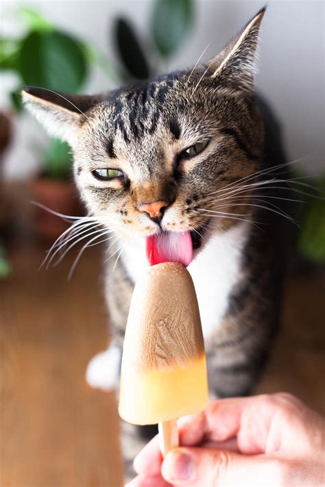 It's not a difficult process, but it does the most common food allergens for cats are chicken, beef, dairy, egg, and fish. Two ingredient popsicles double as a tasty treat and extra ...