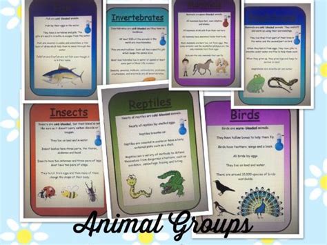 Science Animal Groups Display Posters Teaching Resources