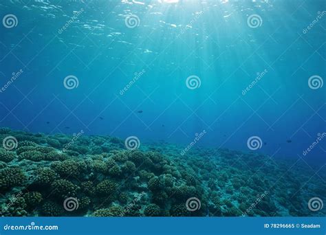 Underwater Coral Reef Ocean Floor Natural Sunlight Stock Image Image