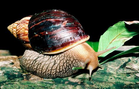 Should Giant African Land Snails Be Kept As Pets
