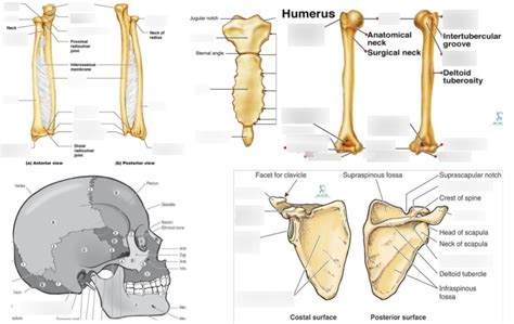 Bone Landmark And Muscle Attachment Diagram Quizlet