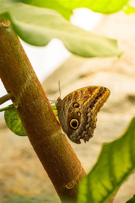 The wingspan is about 120 mm. Caligo Beltrao, A Small Butterfly With Colorful Wings Sits ...