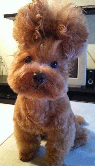 Good hair does not stay home on a friday. funny-dog-grooming-funny-dog-grooming-pictures-dog ...