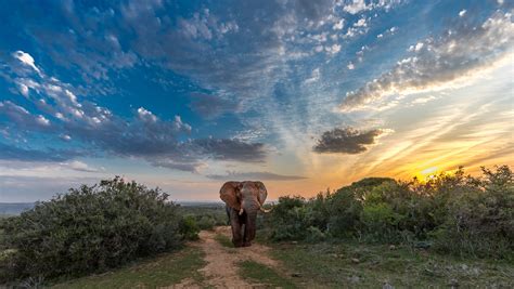 Best South African Safari Sightings Kariega Game Reserve